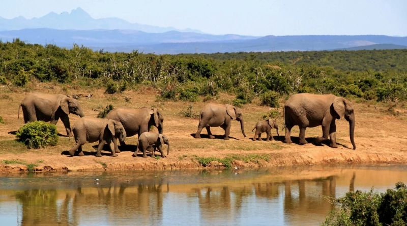 observation d'un troupeau d'éléphants lors d'un safari en Afrique