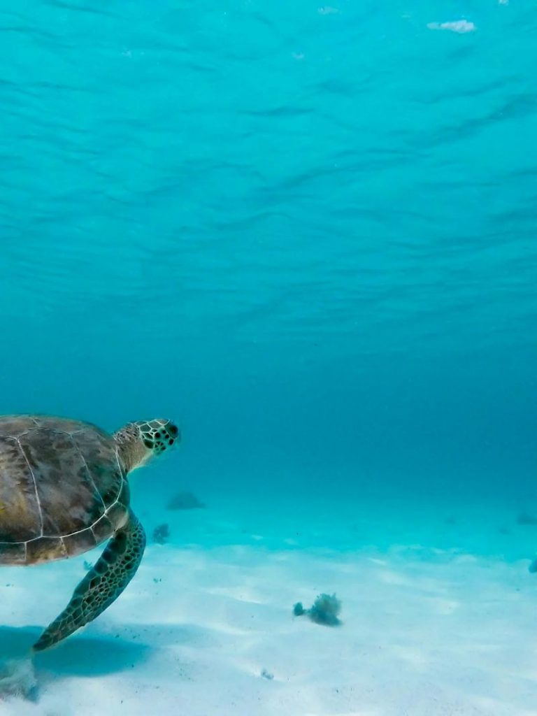 Une vue imprenable sur une tortue de mer glissant sous l'eau à Basse-Terre, en Guadeloupe