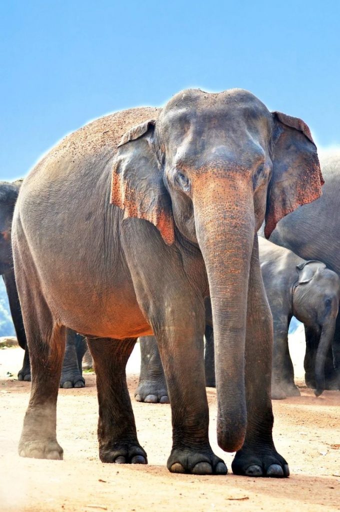 Magnifique éléphant d'Asie lors d'un voyage au Sri Lanka