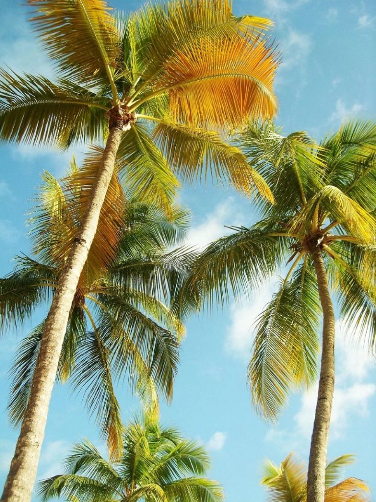 cocotiers des caraibes sur fond d'un beau ciel bleu invitant à des vacances tropicales