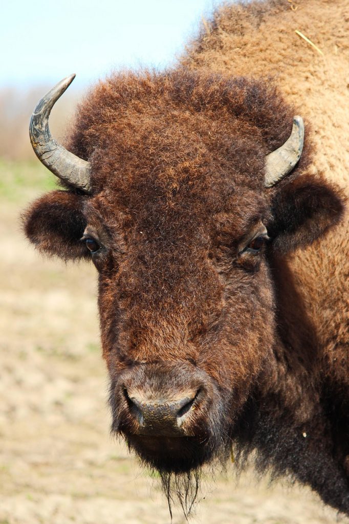 sur la toute des bisons
